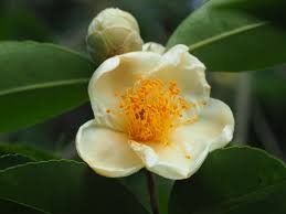 Tutcheria blanc